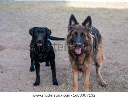 German Shepherd and Labrador posing for picture.
