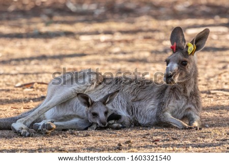 Eastern Grey Kangaroo at Hughes-Garran, ACT, Australia on a summer morning in December 2019