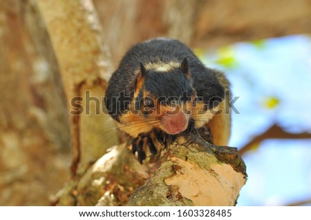 Giant Squirrel (Ratufa macroura), Sri Lanka