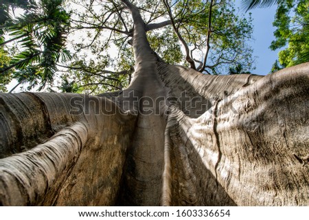 The image of The largest and highest giant tree  in Ban Sanam of Uthai Thani Province, Thailand, shot from bottom up, nature background, Selective focus.
