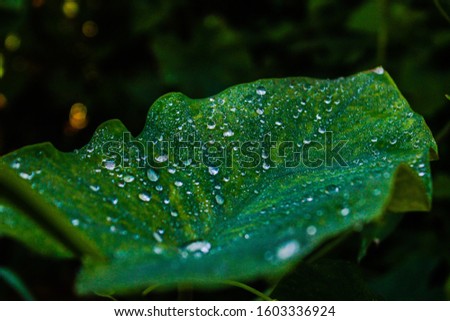 water drops on a big leaf