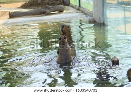 Lovely Capybara swimming and playing in water