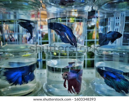 Trading of fighting fish in Thailand