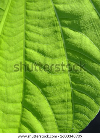 background picture of a bright green leaf on a black background