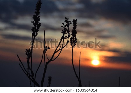 Beautiful picture plant and sunset in nainital