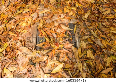 A picture of tunnel entrance covered with dead leaves at Cu Chi forest."