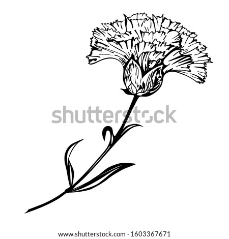 Beautiful hand-drawn carnation profile ink line-rt vector illustration. Single carnation on white background, detailed realistic beautiful flower on a stem with leaves for postcards, coloring, decor.