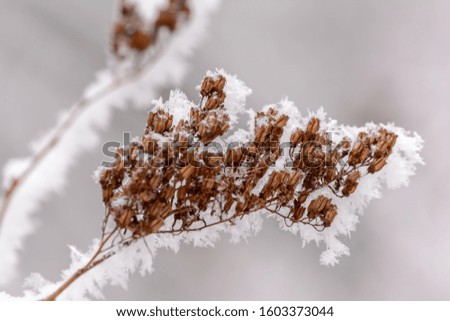 Dried plant in snow in cold winter