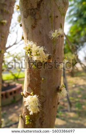Beautiful Jabuticaba blossoms full of tree trunks,