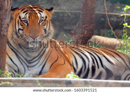 Portrait of a majestic Bengal tiger in south India
