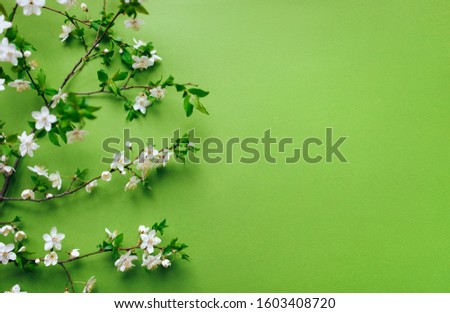 Cherry branches with blossoming petals are beautifully laid out on a green, light green background. Composition and concept. Spring mood, flowering plants, copy space. Royalty-Free Stock Photo #1603408720
