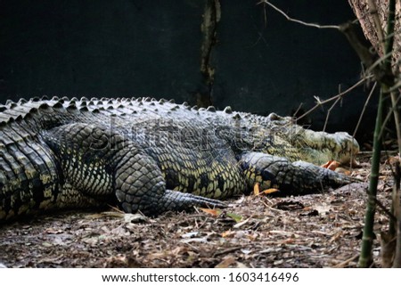 big crocodiles in south Indian forests