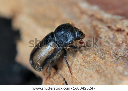 Xyloterus (sometimes Trypodendron) domesticum, an ambrosia beetle on wood. Royalty-Free Stock Photo #1603425247