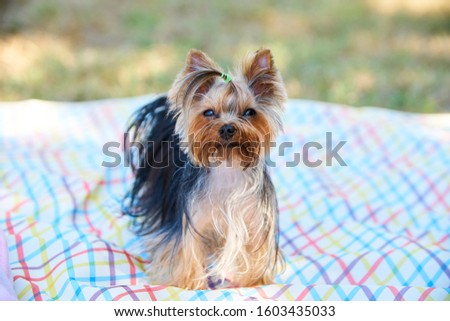 ํyorkshire terrier dog picnic on the beautiful sweet color mat