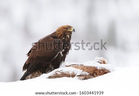 Close up of a Golden Eagle (Aquila chrysaetos) in winter, Norway.
