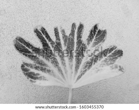 close up of one leaf in black and white colors isolated background for idea, creative.