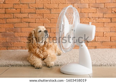 Cute dog and electric fan near brick wall Royalty-Free Stock Photo #1603458019