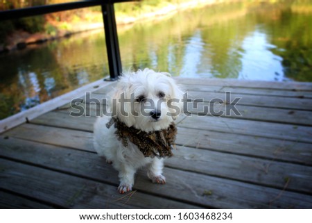White Havanese Dog Wearing Fancy Fringe Collar Sitting On Lake Dock