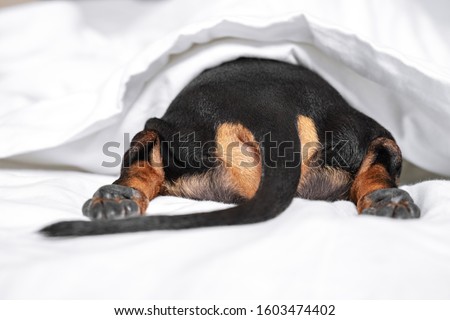 Black and tan dog butt and tail sticking out from under the white blanket on the bed. Home or dog-friendly hotel, spoiled pet, funny picture. scared dog hiding under the blanket