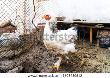 White rooster ,chicken Brama walking in the yard