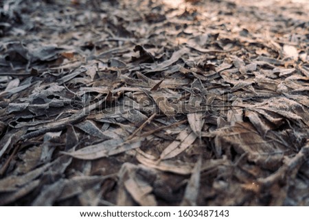 Ground covered with frozen brown and dry leaves