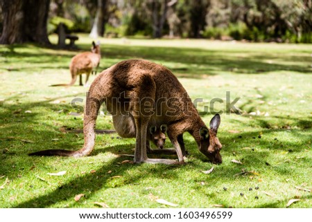 Female kangaroo with baby joey in pouch eating grass in park, Perth, Western Australia. Symbol of Australia