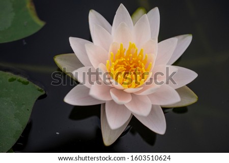 The lotus flower is pink with yellow stamens, with the background of lotus leaf and water surface.