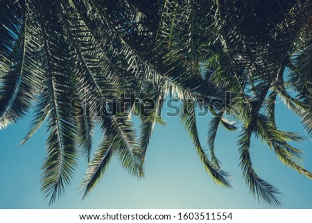 Palm tree lush leafs background