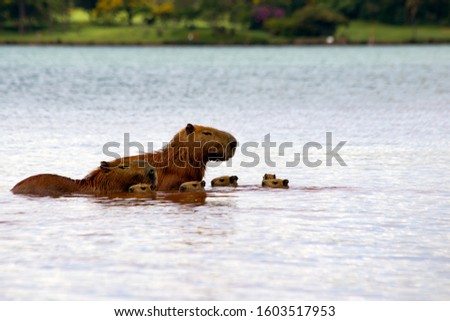Two capybaras parents taking care of their young at Lago Paranoá in Brasilia, Brazil. The capybara is the largest rodent in the world. Species Hydrochoerus hydrochaeris. Cerrado.