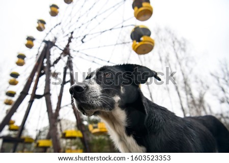 Dog in abandoned amusement park in the city center of Prypiat in Chornobyl exclusion zone. Radioactive zone in Pripyat city - abandoned ghost town. Chernobyl history of catastrophe. December 2019 Royalty-Free Stock Photo #1603523353