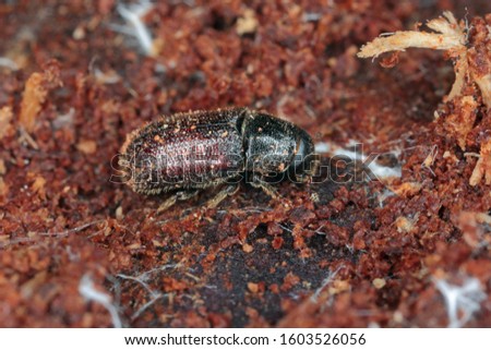 Bark Beetle Tomicus piniperda. Beetle under pine bark. Royalty-Free Stock Photo #1603526056