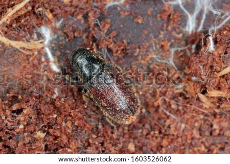 Bark Beetle Tomicus piniperda. Beetle under pine bark. Royalty-Free Stock Photo #1603526062