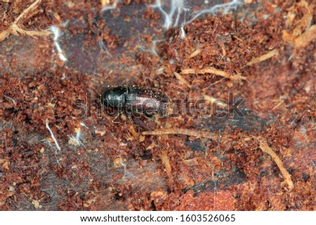 Bark Beetle Tomicus piniperda. Beetle under pine bark. Royalty-Free Stock Photo #1603526065