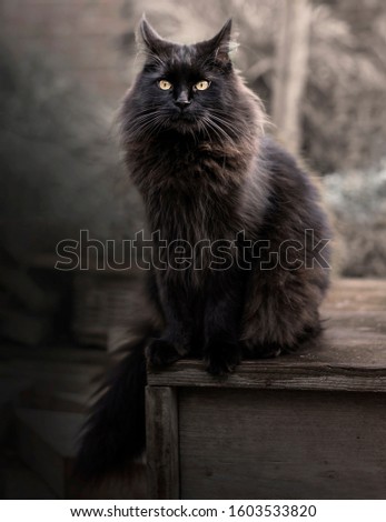Big black cat sitting on a wooden box. Black Maine Coon staring at the camera with yellow eyes. 