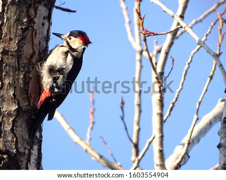 Syrian Woodpecker
(Dendrocopos syriacus), adult male, perching on a tree in a bright January day