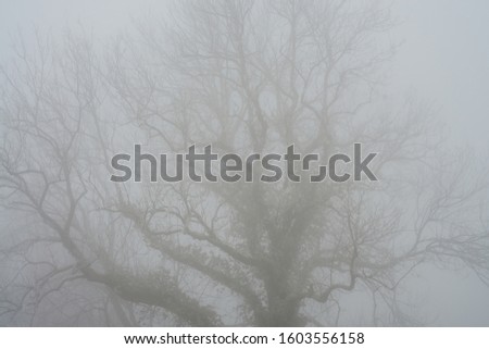 The branches of a large tree in the fog