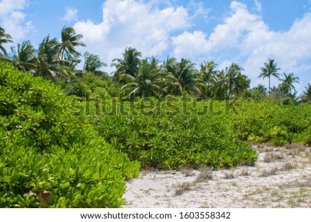 Picture catches beautiful mangroves at Feridhoo beach. Beautiful coconut palms are hiding in the background.