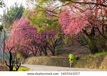 Cyclist rides uphill under a row of blooming cherry trees
