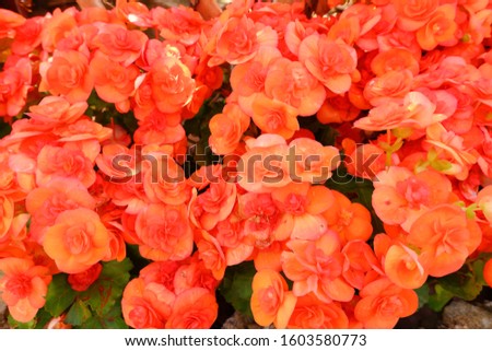 The begonia flowers is called nonstop orange. Royalty-Free Stock Photo #1603580773
