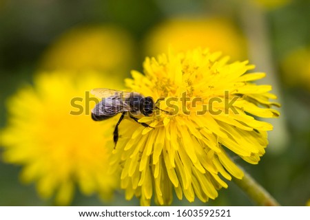 little bee sitting on beautiful yellow dandelion flower with pollen in the spring season on a meadow