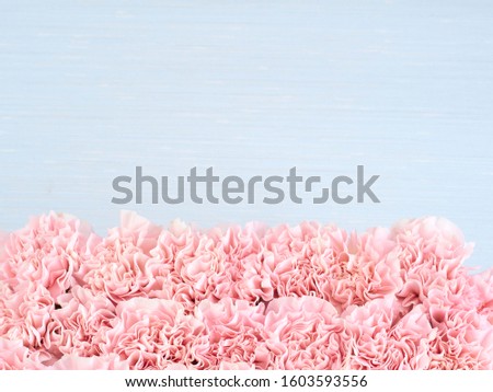 Frame floral made of pink carnation on pastel blue background. Mother's Day background. Space for text, flat lay, top view
