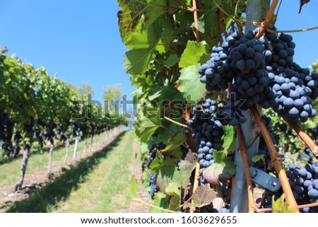 Blue ripe grapes in a wineyard