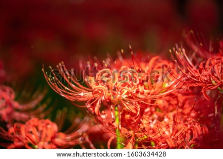 This is beautiful amaryllis photo
