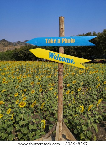Sunflower field welcome and take a photo