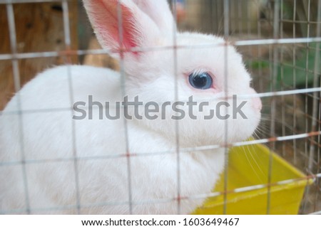 The white rabbit is trapped in a cage.