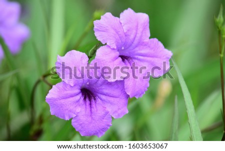 Ruellia Flower (Purple Flower Isolated) - Close up detail of ruellia flowers, ruellia flower isolation against a blur background
