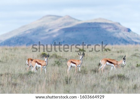 Springbok in the Mountain Zebra National Park near Cradock in South Africa Royalty-Free Stock Photo #1603664929
