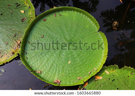 Top view of Victoria lotus in swamp, Victoria waterlily, Green background. Royalty-Free Stock Photo #1603665880