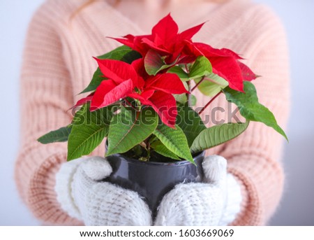 Woman with Christmas flower, closeup Royalty-Free Stock Photo #1603669069
