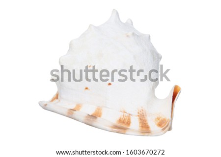 Sea Shell isolated on white background